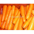 Bon goût sucré de carotte